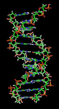 drawing of a DNA strand 