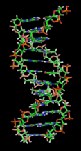 The Cunninghams and the O'Rourke DNA